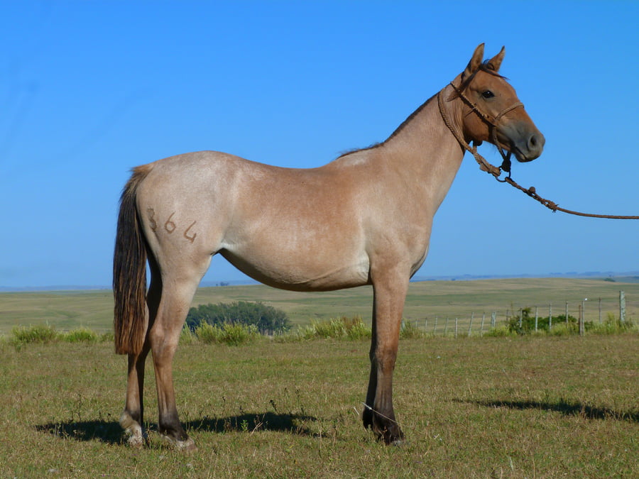 Lote Langosta del Cerro Grande
