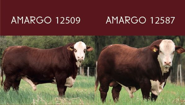 Lote CABAÑA EL AMARGO