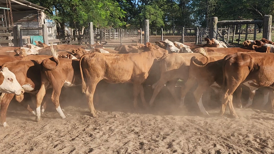 Lote 70 Terneros/as en Esquina, Corrientes