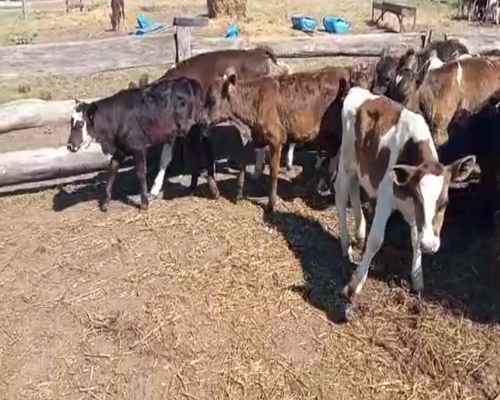 Lote Toros HEREFOR a remate en 2da Pantalla ENTRE MARTILLOS 610kg -  en CIUDAD DEL PLATA