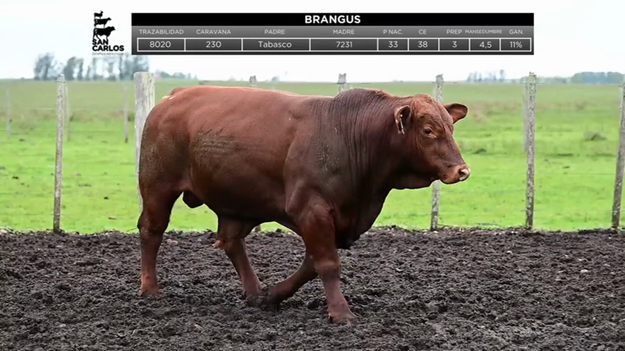 Lote Toros a remate en La Magdalena y San Carlos, Artigas