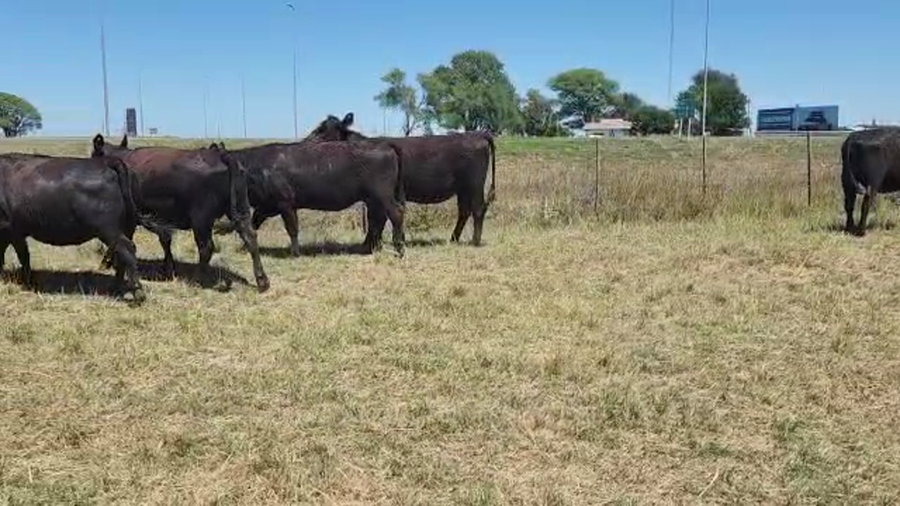 Lote 50 Vaquillonas en Dolores, Buenos Aires