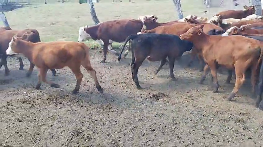 Lote 70 Terneros/as en Entre Ríos, Maciá