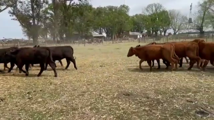 Lote 60 Terneros/as en Herlitzka, Corrientes