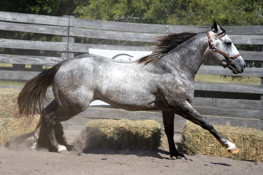 Lote CARBON RANCHO CACH T.E