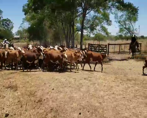 Lote 120 Terneros/as en Itatí, Corrientes