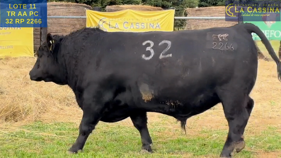 Lote TOROS ANGUS PURO CONTROLADO
