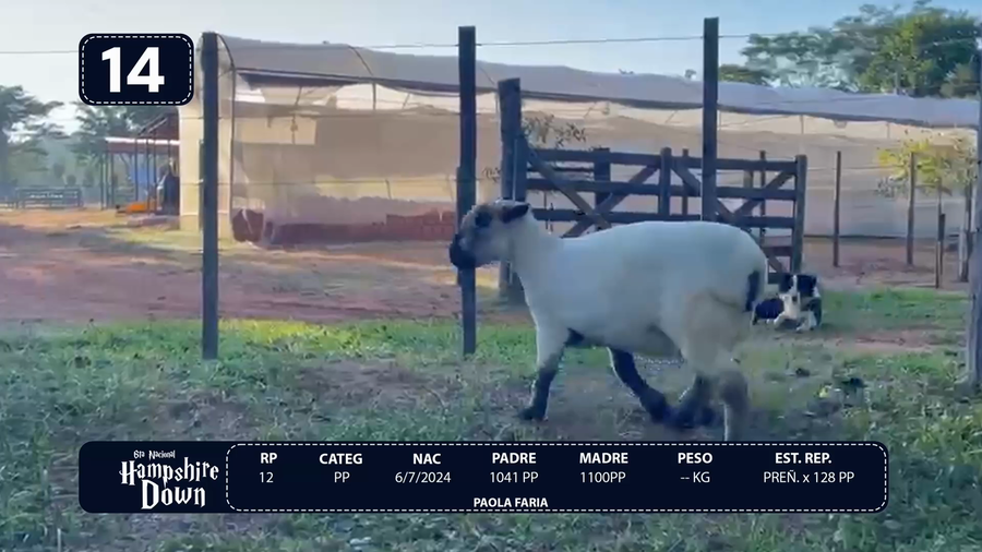 Lote LOTE 14