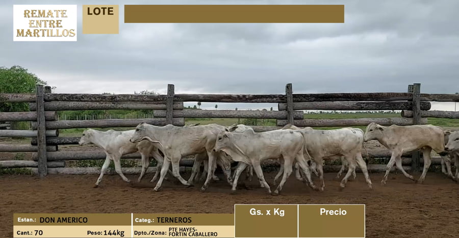 Lote lote 3 - 70 TERNEROS