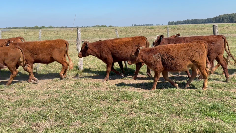 Lote 70 Terneros/as