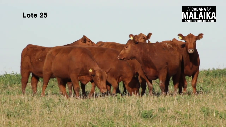 Lote "VAQUILLONAS MAS PREÑADAS ""CABAÑA MALAIKA"""