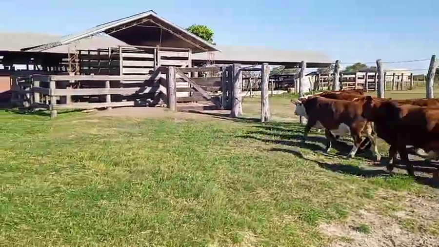 Lote 70 Terneros en Corrientes, Mercedes