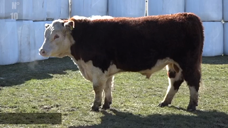 Lote 1 Toro en Coyhaique, XI Región Aysén