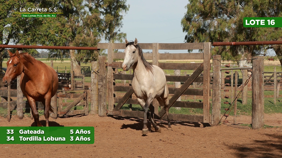 Lote 2 Yeguas