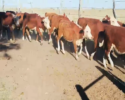 Lote 80 Terneros/as en Entre Ríos, Federal