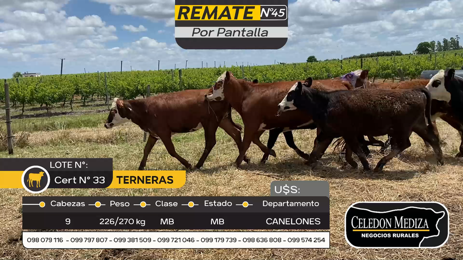 Lote 9 Terneras en Parador Tajes, Canelones