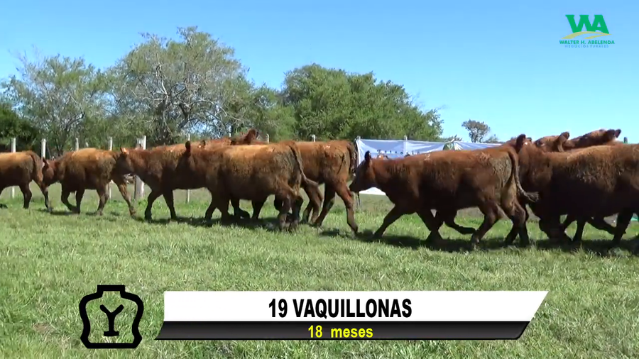 Lote 19 VAQUILLONAS
