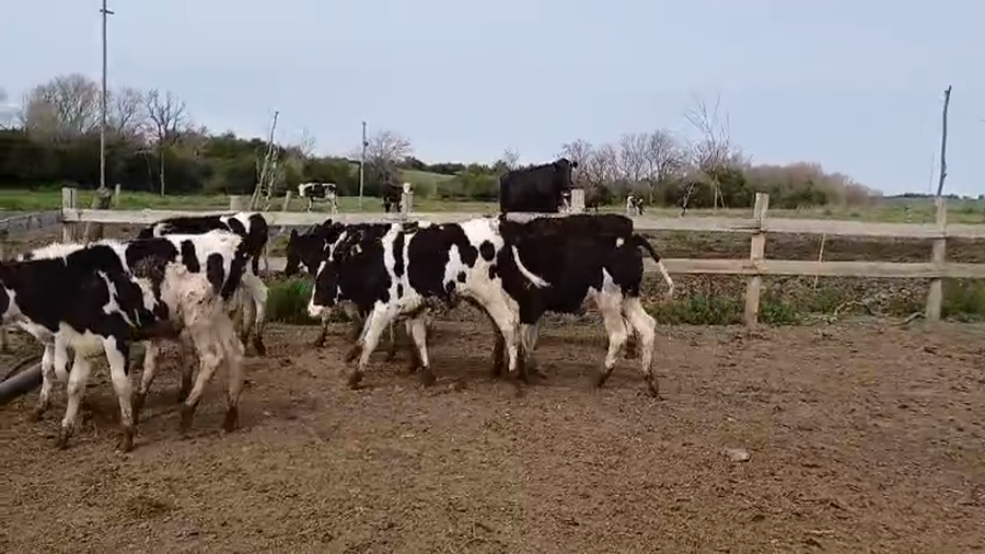 Lote (Vendido)15 Terneros Holando HOLANDO a remate en #49 Pantalla Carmelo 150kg -  en COLONIA AMERICA