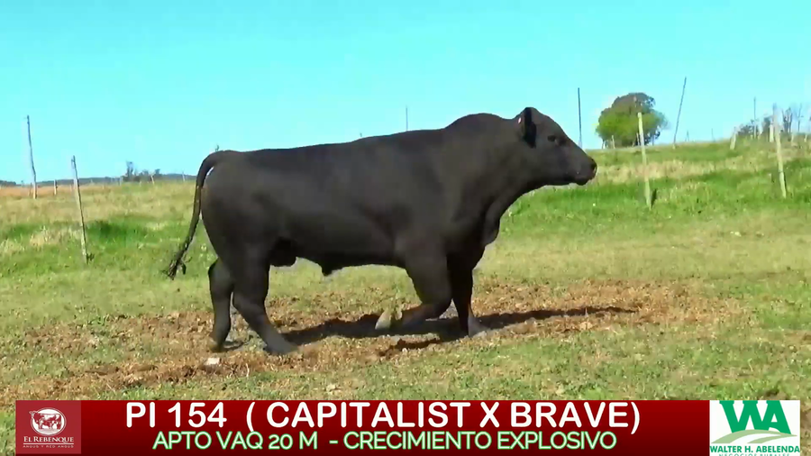 Lote Toros a remate en ANGUS EL REBENQUE, Florida