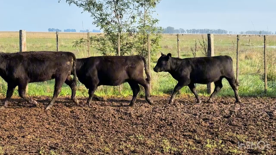 Lote 40 Terneras