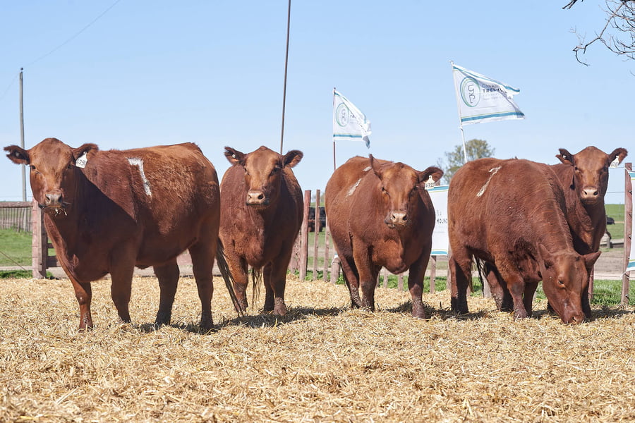 Lote "TRES MOLINOS" VAQUILLAS P.C PREÑADAS