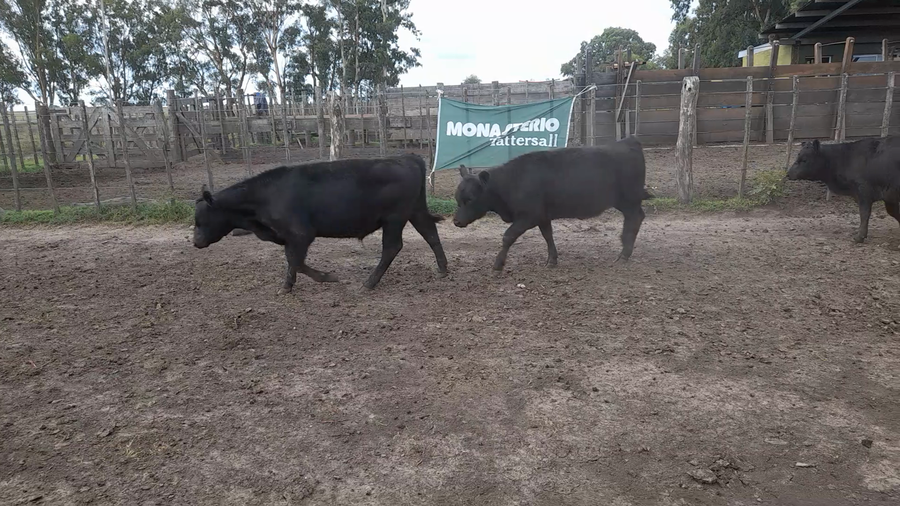 Lote 55 Terneros/as en Buenos Aires, Laprida