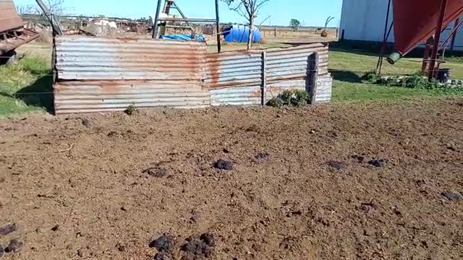 Lote 12 Novillitos Holando Argentino en Porteña, Córdoba