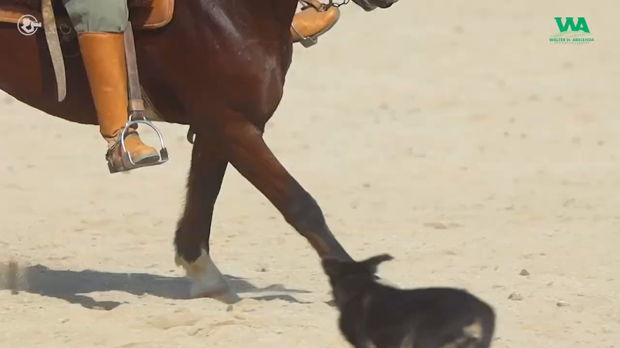 Lote AMAPOLA JOSE IGNACIO