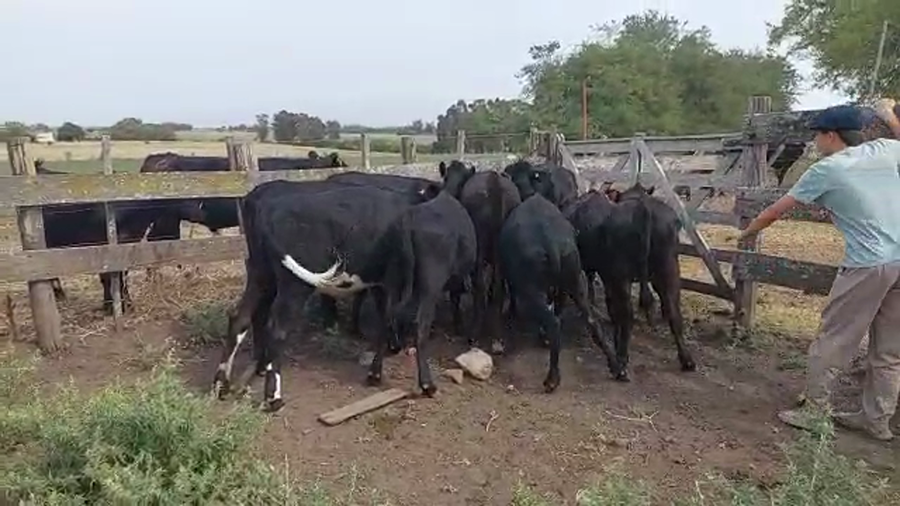 Lote 10 Vaquillonas Cruza
