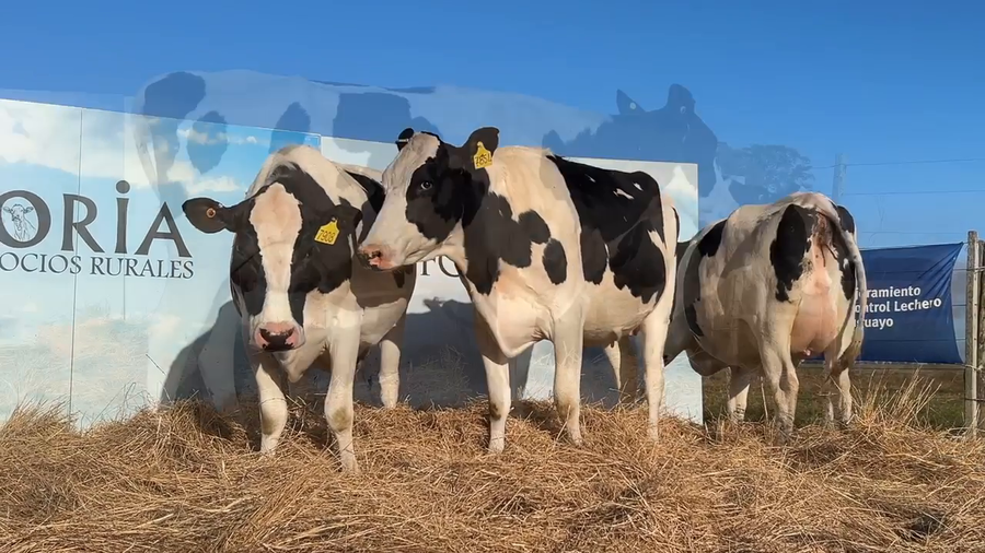 Lote VACAS PRÒXIMAS CABAÑA MANGADO