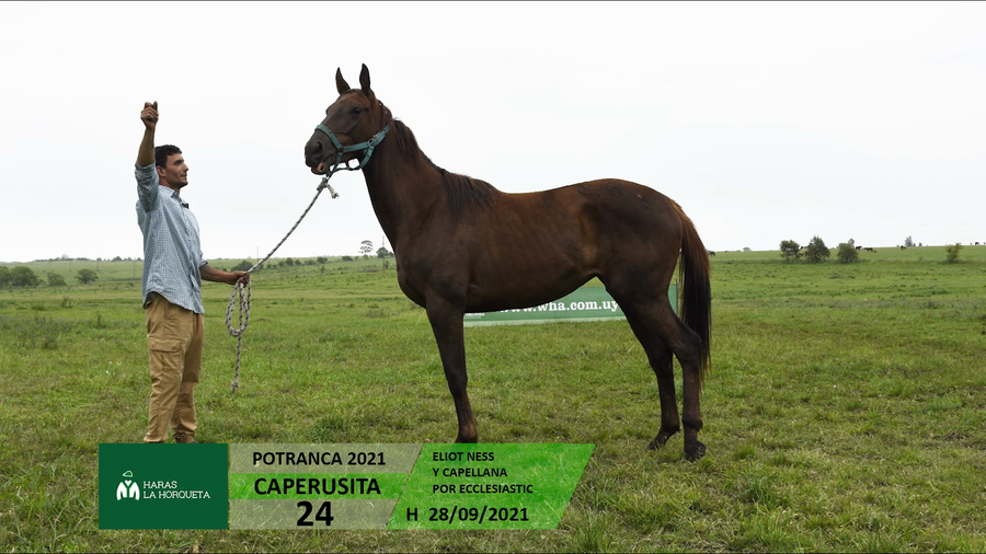 Lote CAPERUSITA