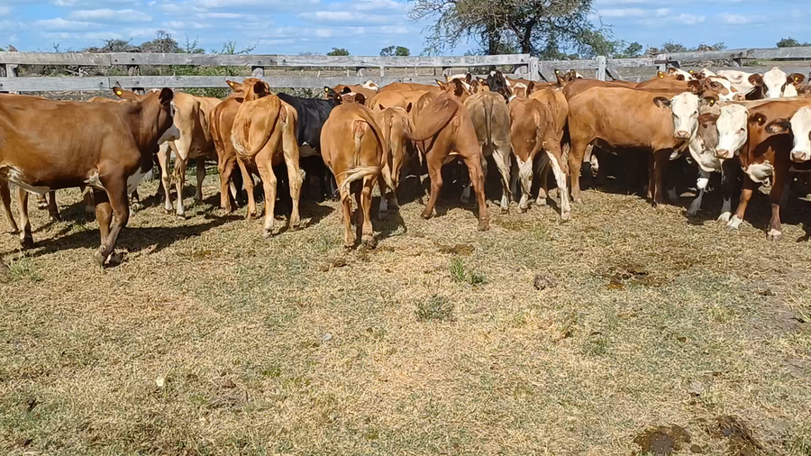 Lote 66 Terneras en Villaguay, Entre Ríos