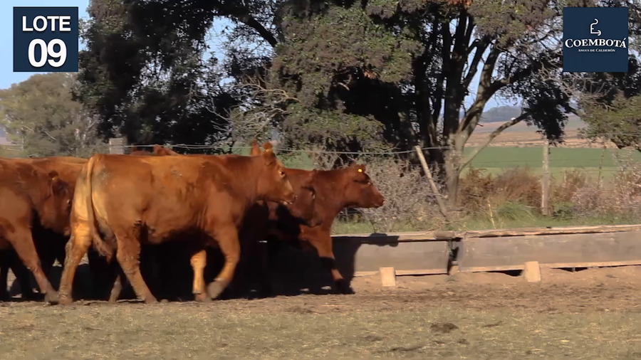 Lote CABAÑA "COEMBOTA" DE CALDERON VIENTRES PC Y MAS COLORADOS PREÑADOS