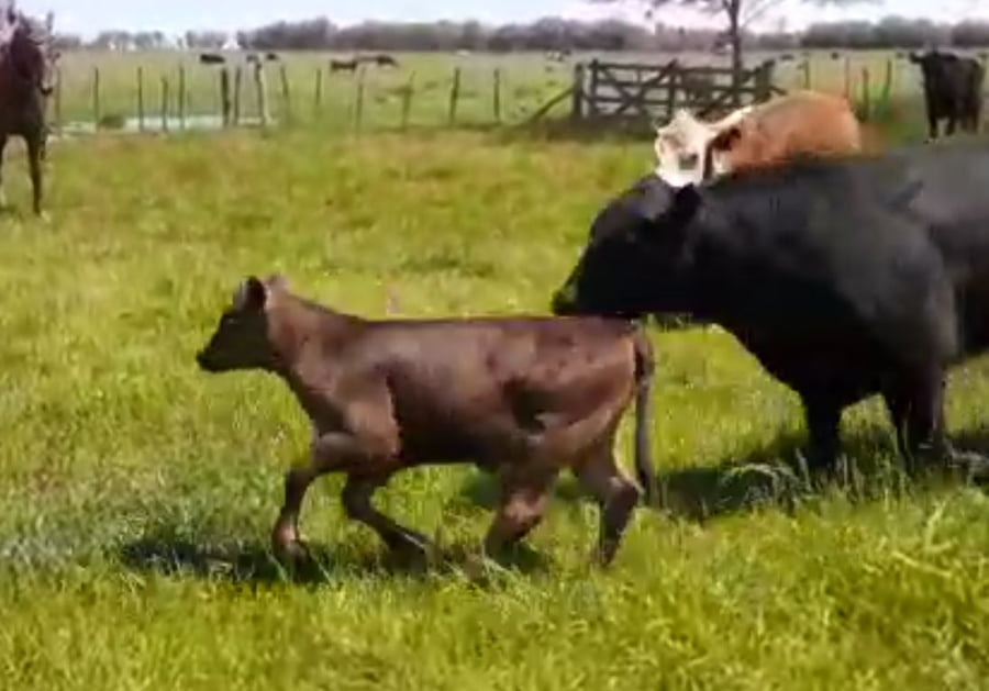 Lote Terneros/as en Lobos, Buenos Aires