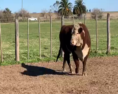 Lote 1 Toros reproductor en Castelli, Buenos Aires