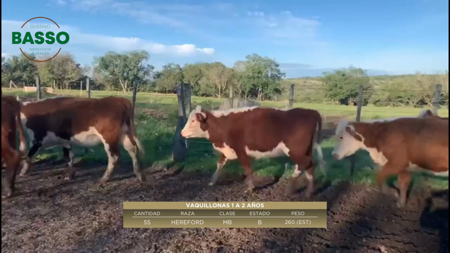 Lote 55 Vaquillonas 1 a 2 años en Puntas de Guazunambi, Cerro Largo