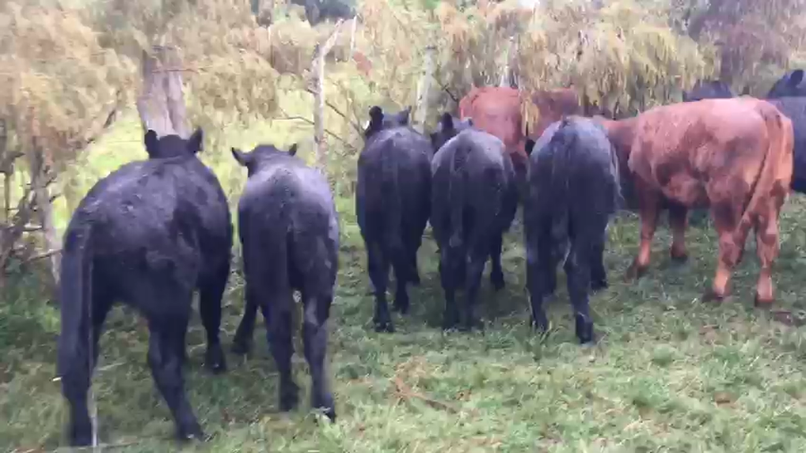 Lote 18 Terneros Enteros