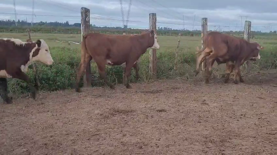 Lote 92 Novillitos
