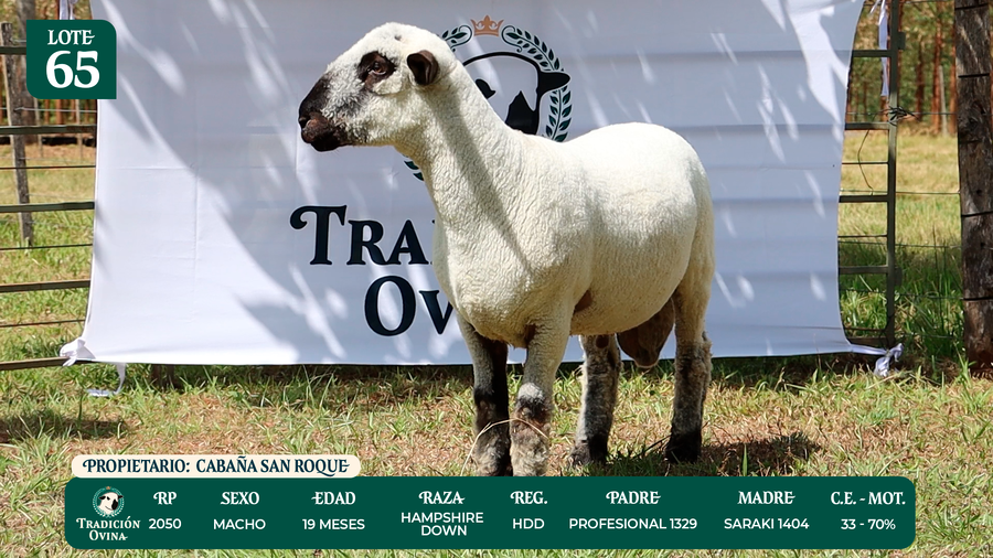 Lote LOTE 65