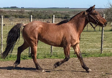 Lote BUFIDO LA FLECHILLA