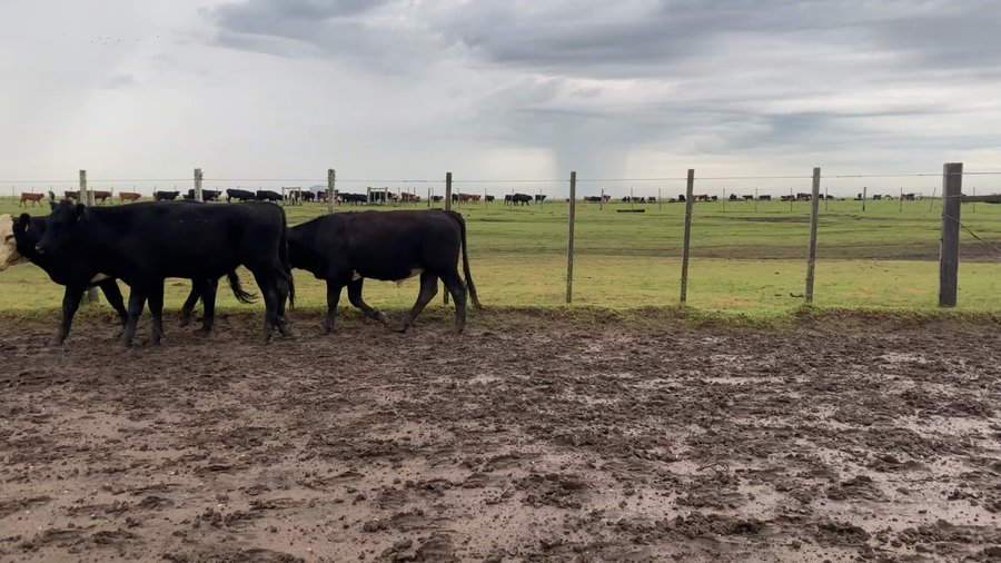 Lote 50 Novillos 1 a 2 años en Treinta y Tres