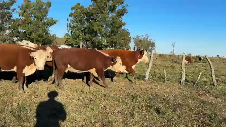 Lote 35 Vacas p/ invernar en Entre Ríos, Federal