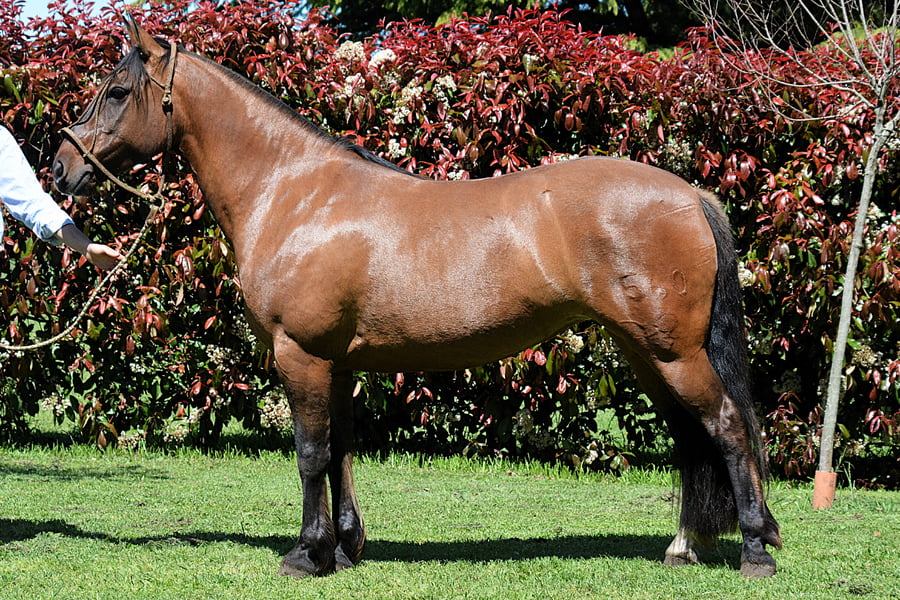 Lote PITAGUA LA ARDILLA