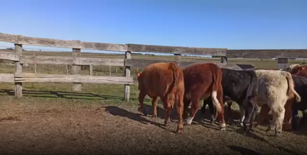 Lote 14 Terneros en Soriano