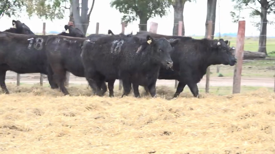 Lote Vaquillas Preñadas Tres Molinos