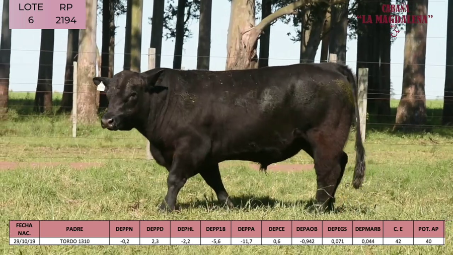 Lote ABERDEEN ANGUS PURO CONTROLADO SA