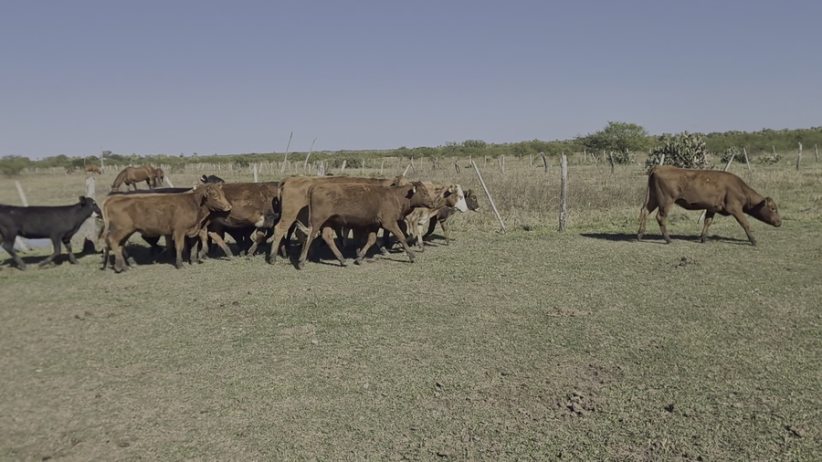 Lote 15 Terneras en Santa Fe, Reconquista