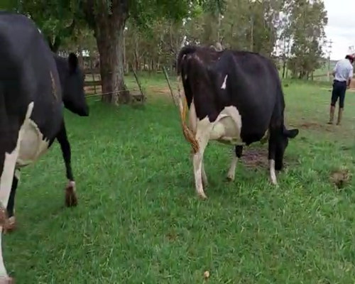 Lote 2 Vaca HOLANDO a remate en Remate Elite por Pantalla de Ganado Lechero 550kg - , San José