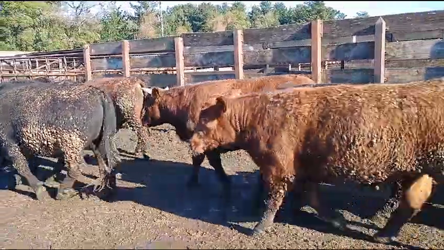 Imagen 1 del Lote Lote 20 Novillo Gordo en Los Ángeles, VIII Región Biobío