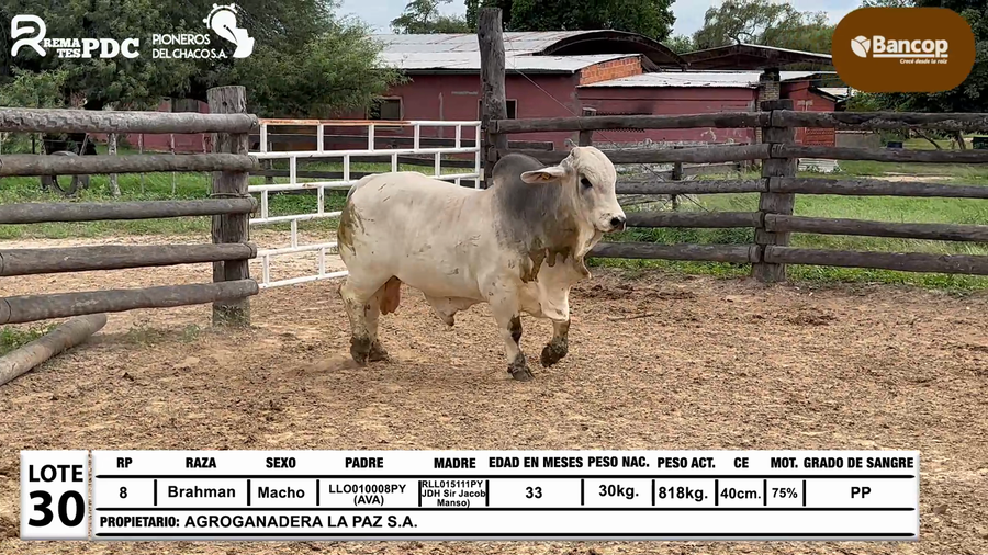 Lote Lote 30